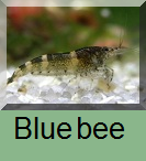Blue bee