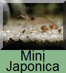 Mini japonica