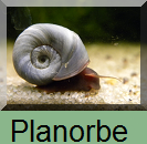 Planorbes