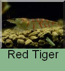Tiger red